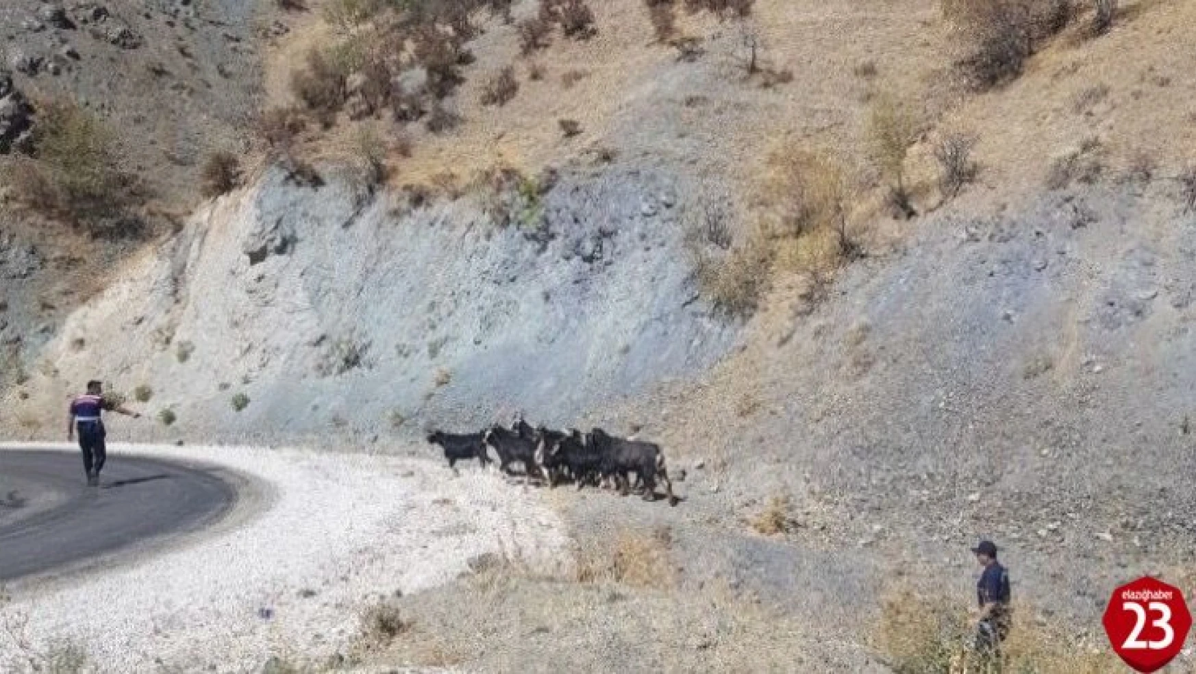 Elazığ'da Kaybolan Keçiler Jandarmanın Drone Desteği İle Bulundu