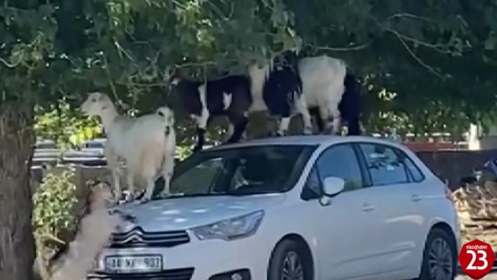 Keçiler Araç Üzerinde Ziyafet Çekerken Onları Gören Vatandaşlar Şaşkınlığını Gizleyemedi