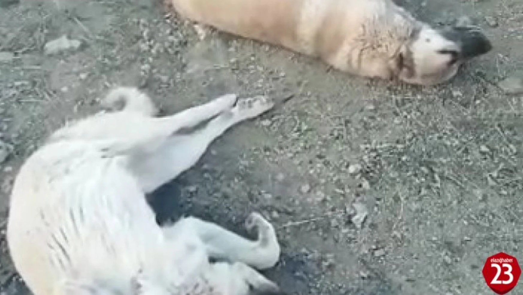 Maden'de Köpek Katliamı, 10 Köpek Zehirlendi