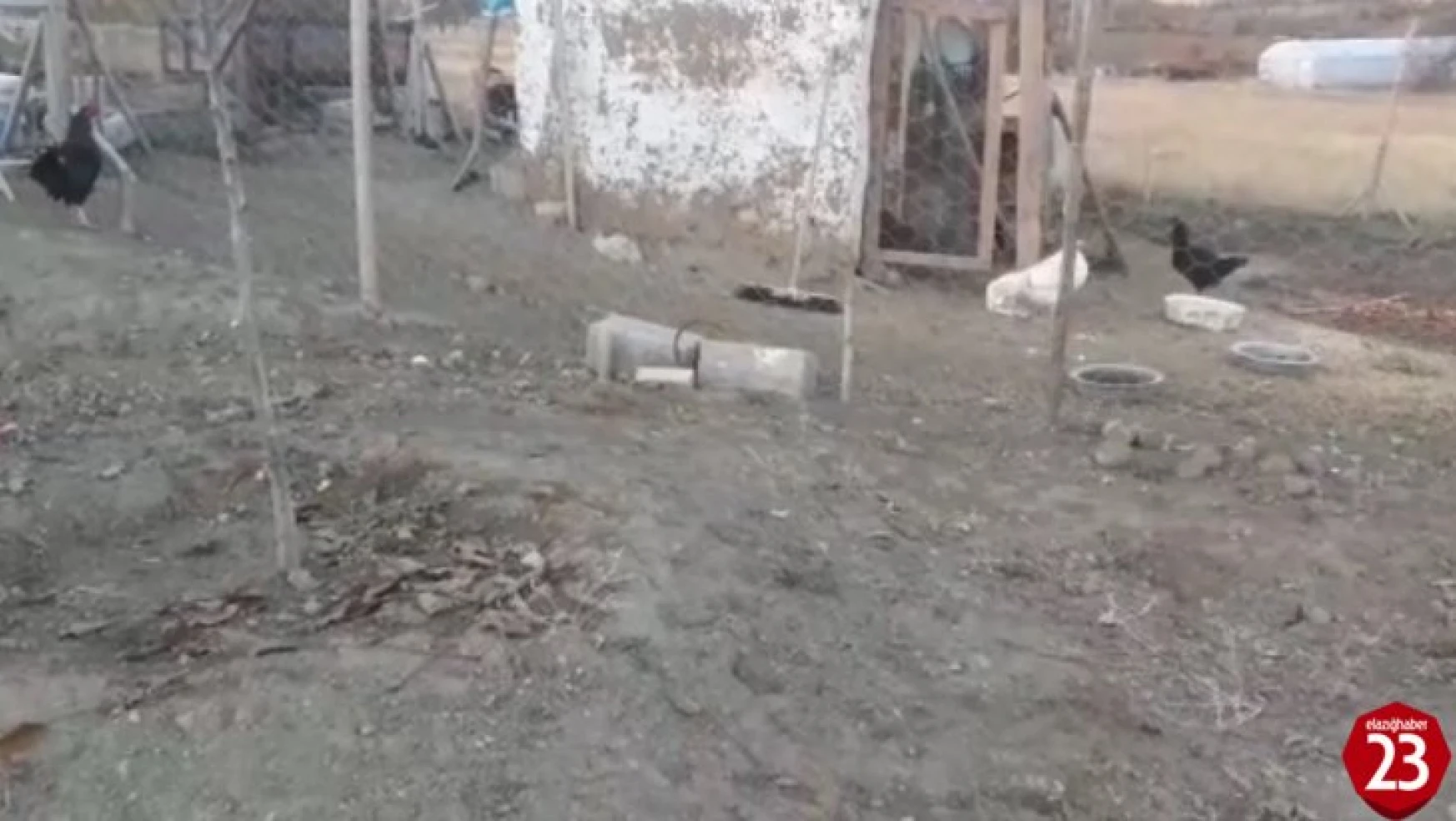 Elazığ'da Köpekler Kümese Girdi, 37 Tavuğu Telef Etti