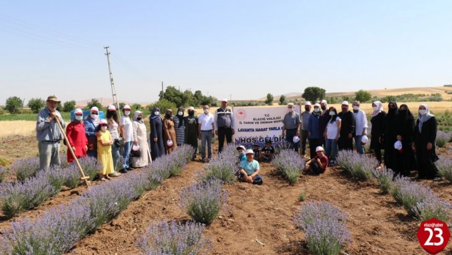 Elazığ'da Lavanta Bahçelerinde Hasat Başladı