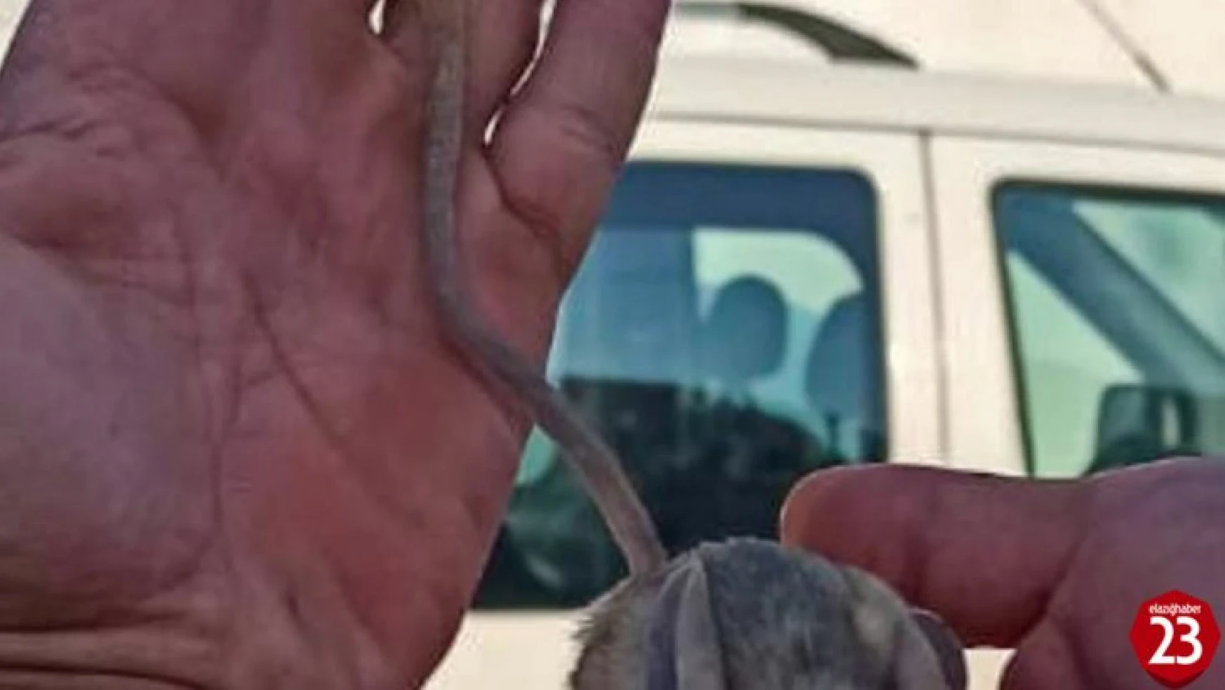 Baskil'de Nesli Tükenme Tehlikesi Altında Bulunan Arap Tavşanı Görüntülendi