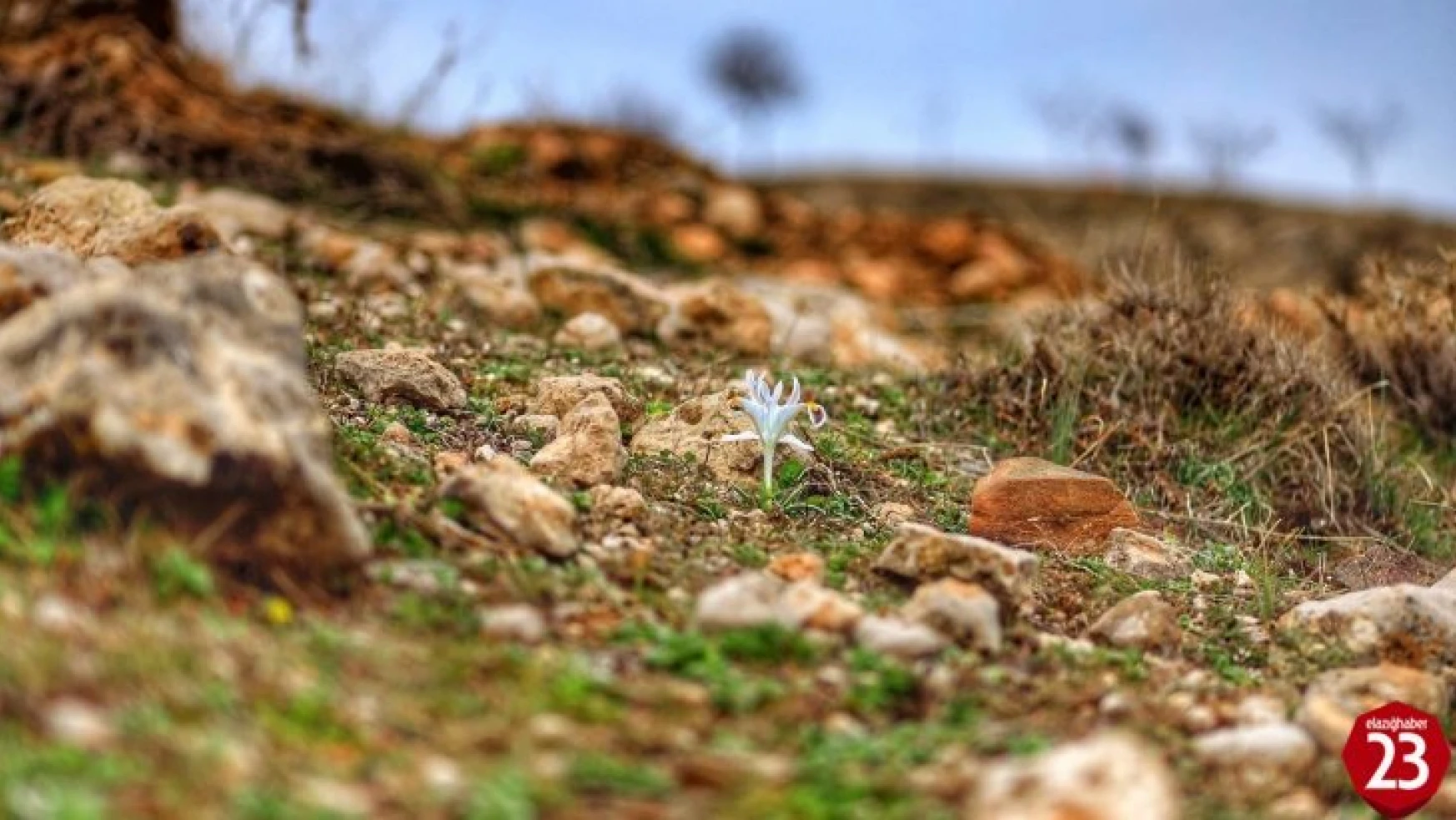 Elazığ'da nevruz çiçekleri açtı