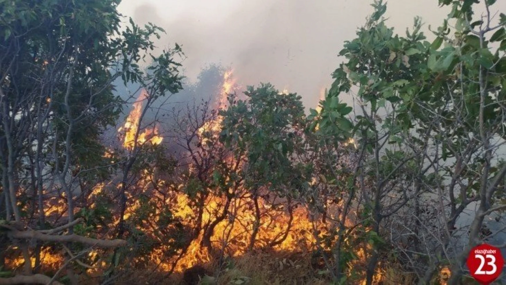 Elazığ'da orman yangını: Çok sayıda ekip sevk edildi