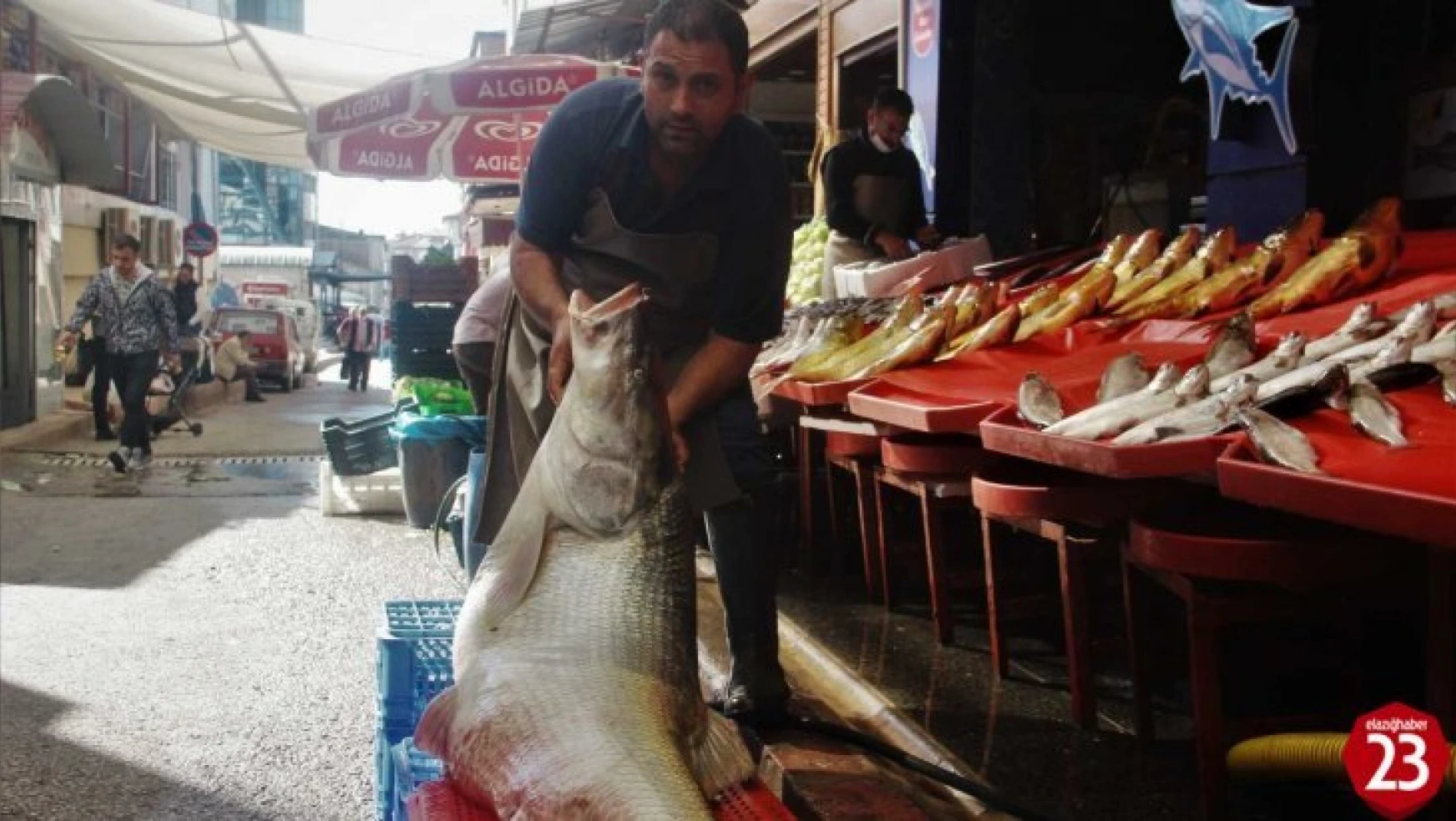 Elazığ'da Sezonun İlk Dev Turna Balığı Yakalandı