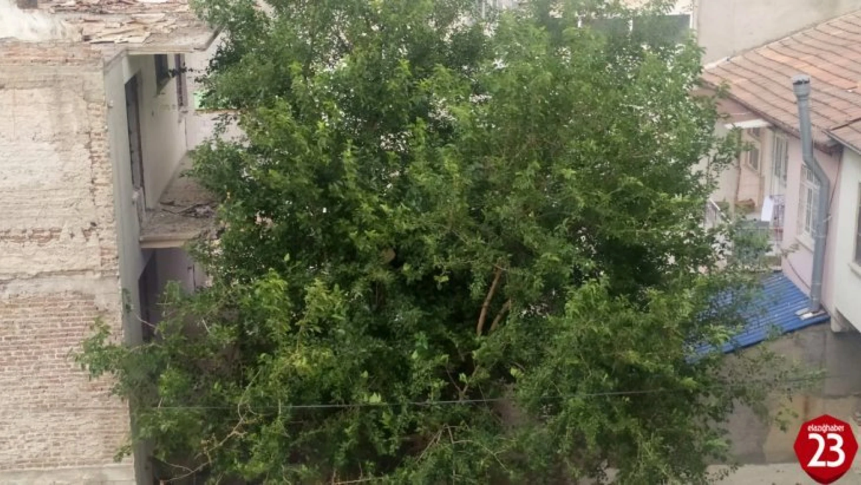 Elazığ'da Şiddetli Rüzgar Etkili Oldu, Ağaçların Dalları Kırıldı