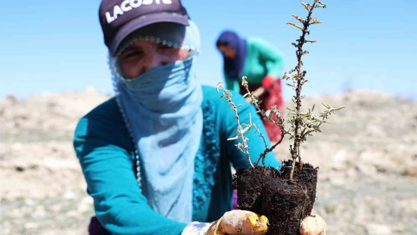 Elazığ'da tarımsal ekosistemler için önemli adım: Amerikan tuz çalısıyla ilk kez mera ıslahı başladı