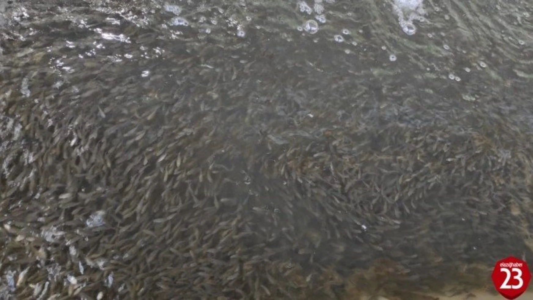 Elazığ'da üretilen 5 milyon balık 21 baraja bırakılıyor