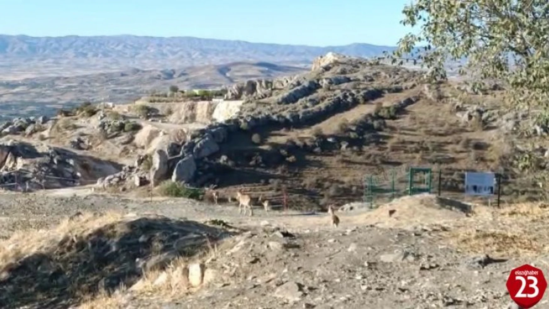 Elazığ'da yaban keçileri tarihi Harput Kalesine indi