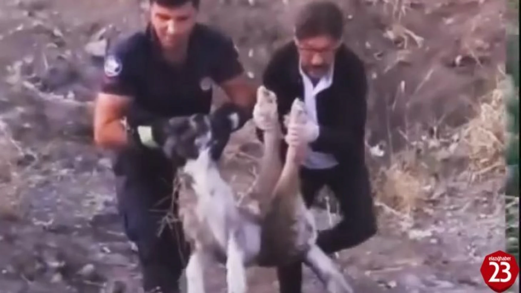 Elazığ'da Yaralı Halde Bulunan Köpek İtfaiye Ekipleri Tarafından Kurtarıldı