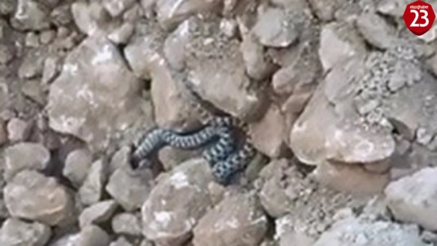 Elazığ'da yılanlar ortaya çıkmaya başladı