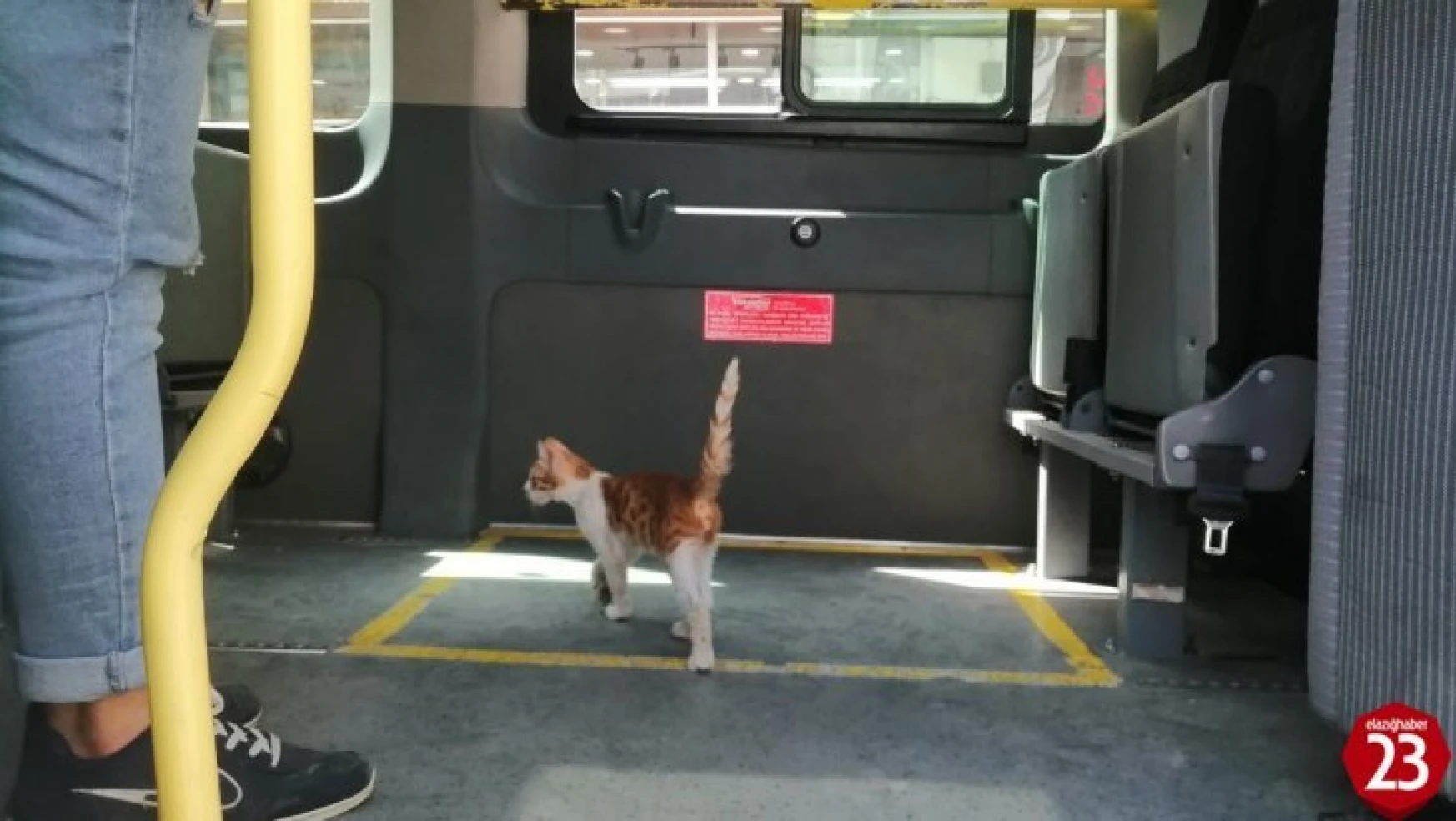 Elazığ'da Kedinin Otobüsle Seyahati Güldürdü