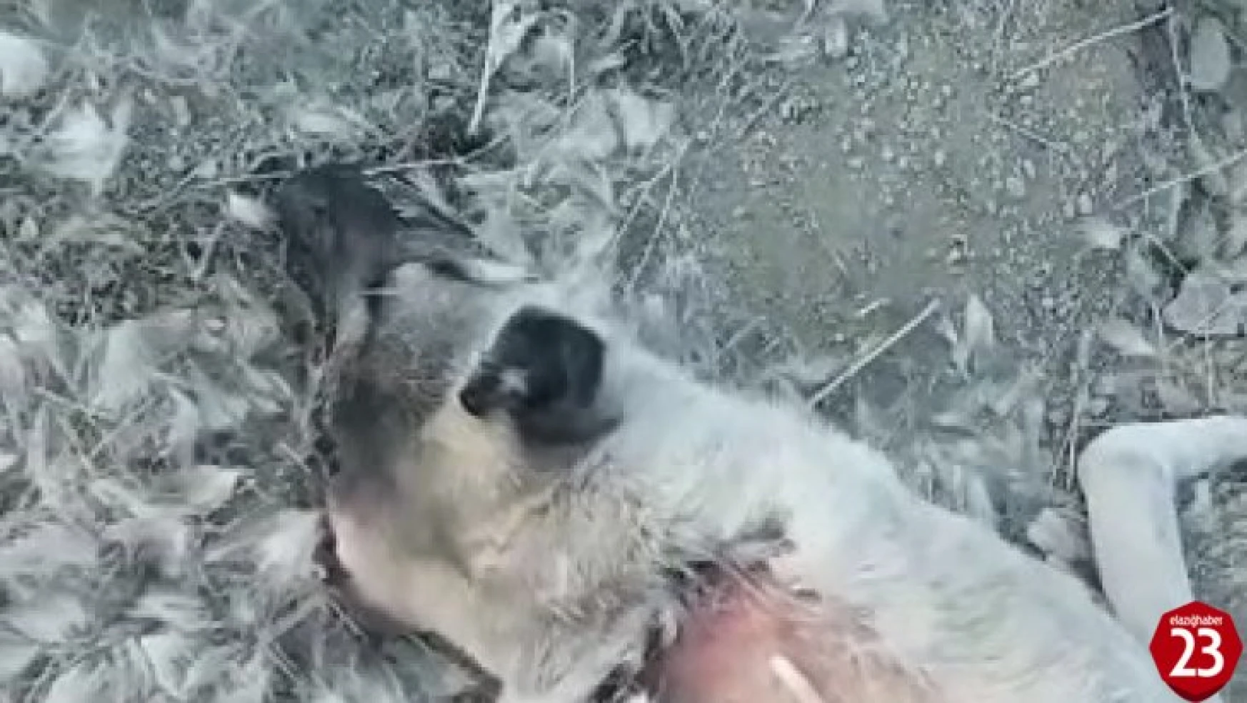 Maden'de Zehirlenerek Öldürülen Köpekler İçin Soruşturma Başlatıldı