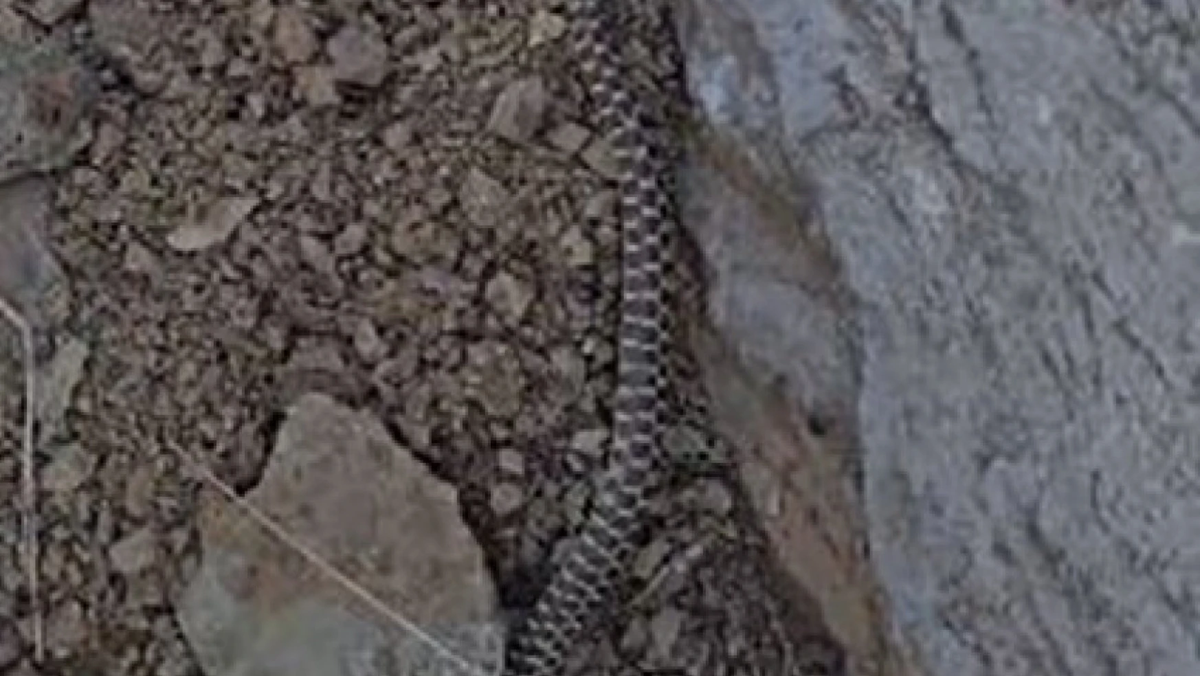 Elazığ'da zehirli kocabaş yılanı görüntülendi
