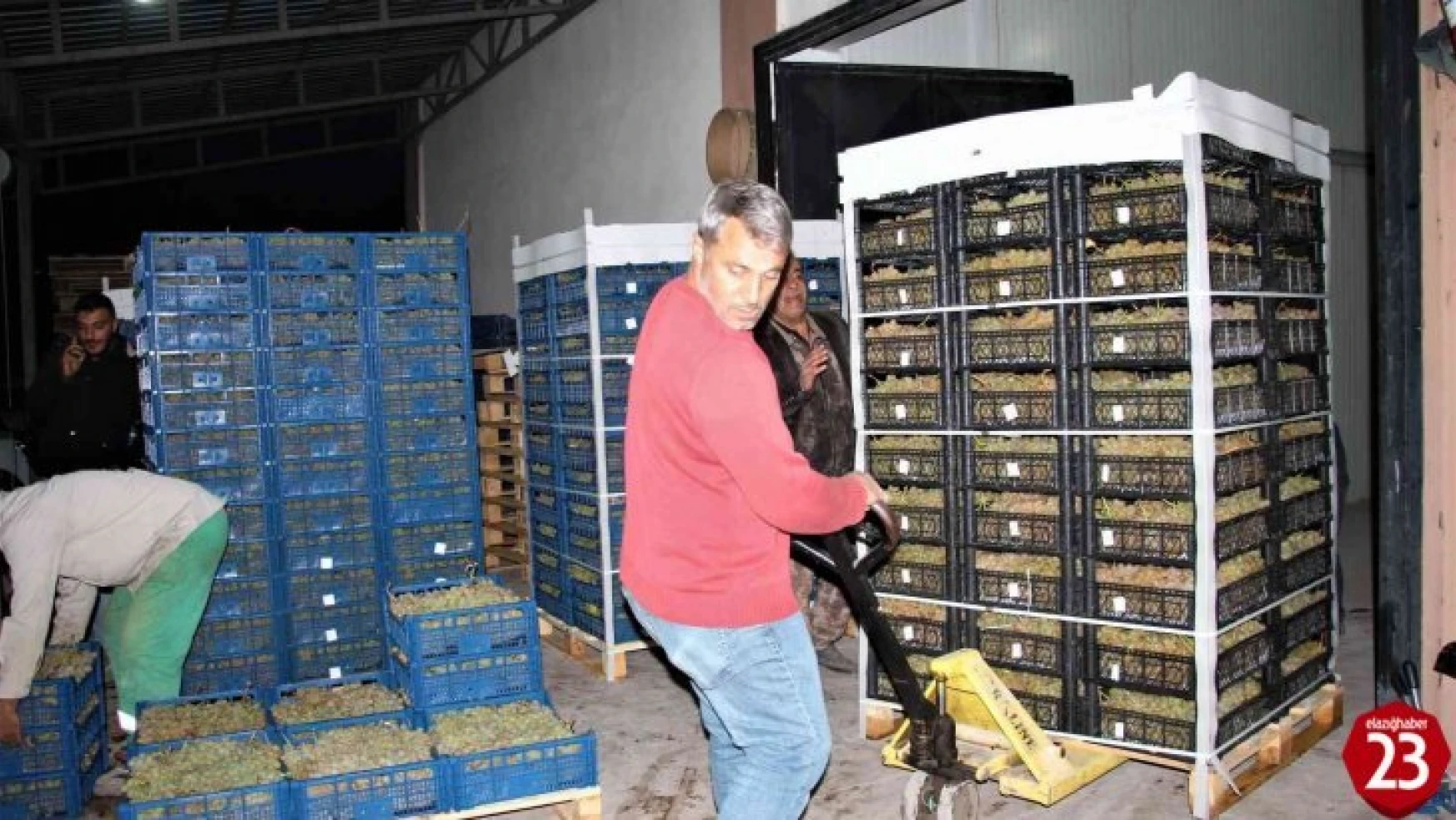 Elazığ'dan 8 ülkeye 3 bin ton üzüm ihracatı