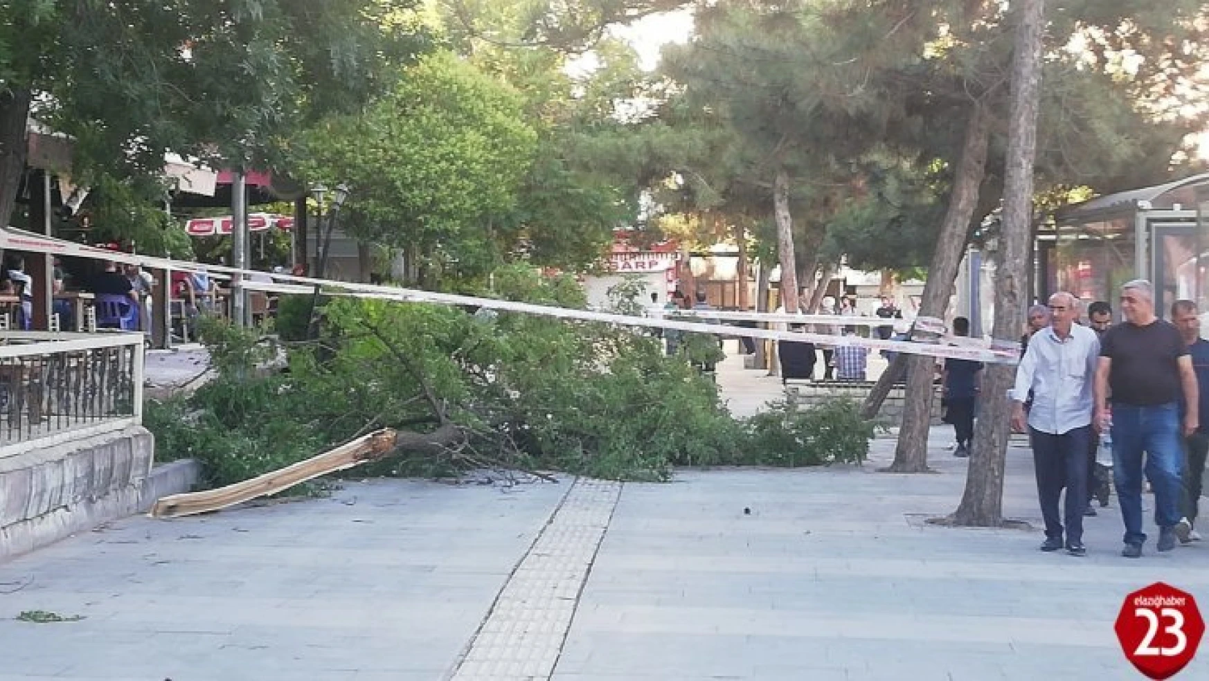 Elazığ'da Şiddetli Fırtına Ağaç Devirdi, 1 Kişi Yaralandı