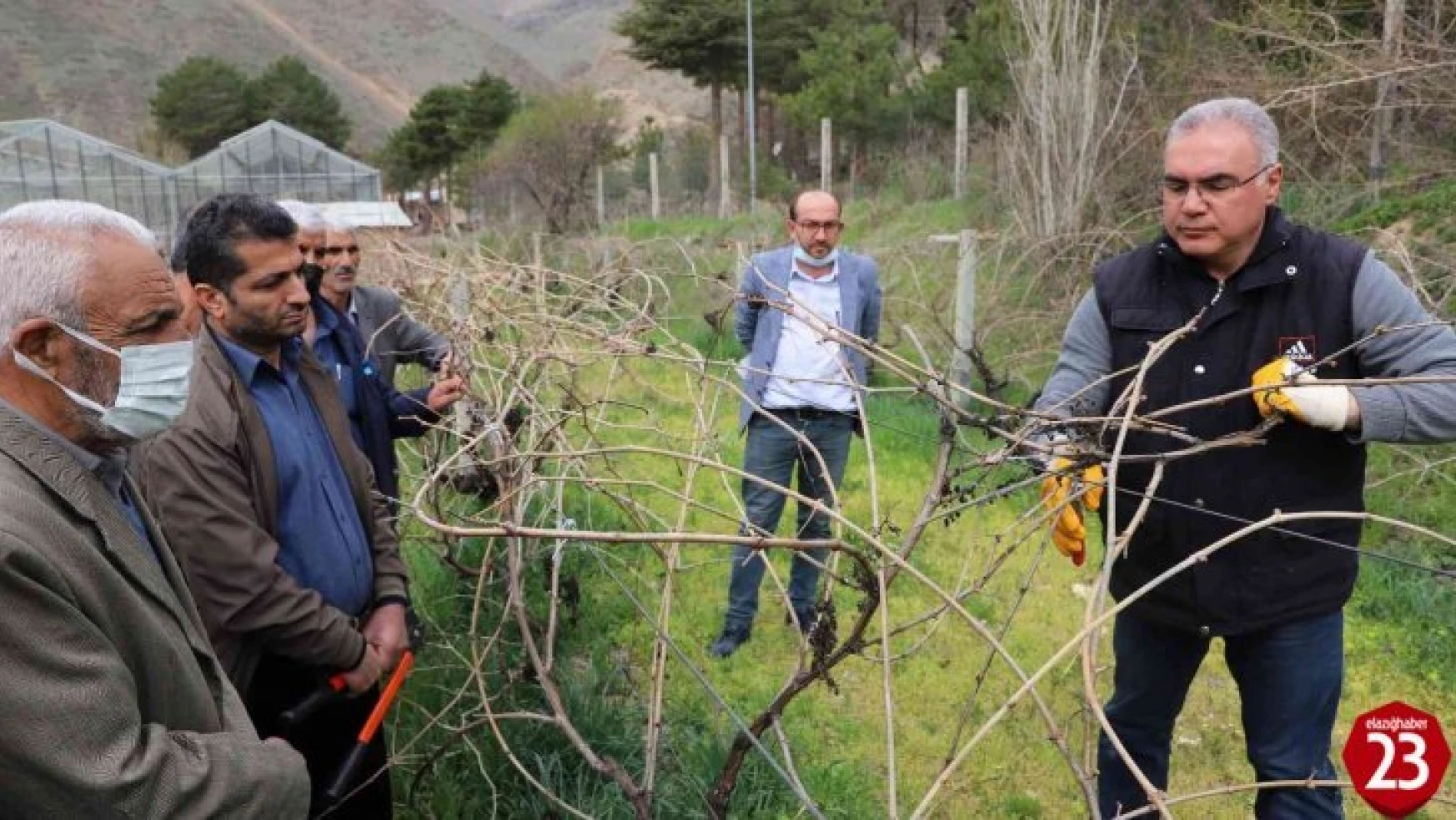 Fırat Üniversitesi Tarafından Çiftçilere Bağ Budama Eğitimi Verildi
