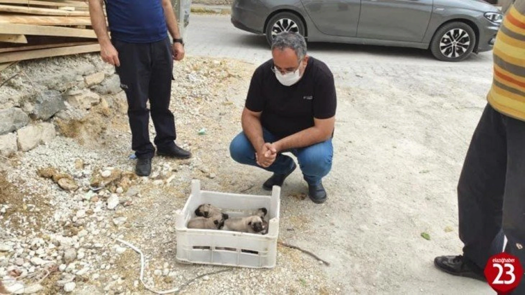 Gözleri açılmamış yavru köpekler, kasa ile ölüme terk edildi