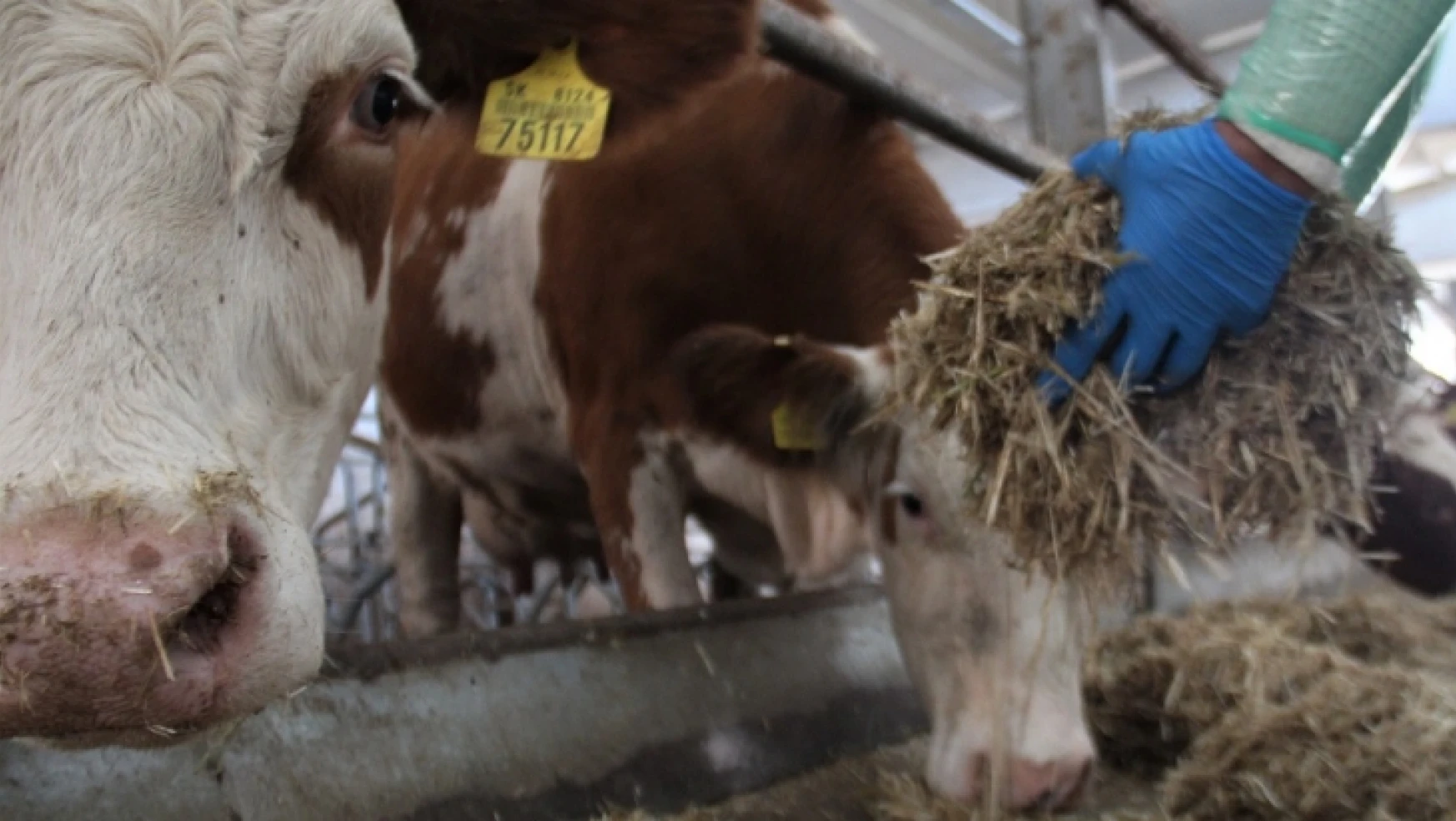 İmrenilecek Bir Haber, Kurduğu Çiftlikte, Yıllık 260 Ton Süt Üretiyor