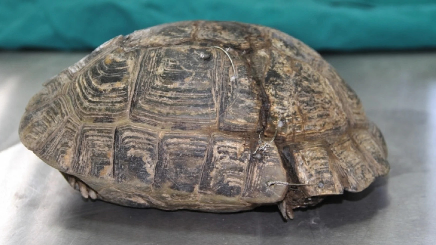 Elazığ'da Kaplumbağanın Kırılan Kabuğu Bakın Nasıl Birleştirildi