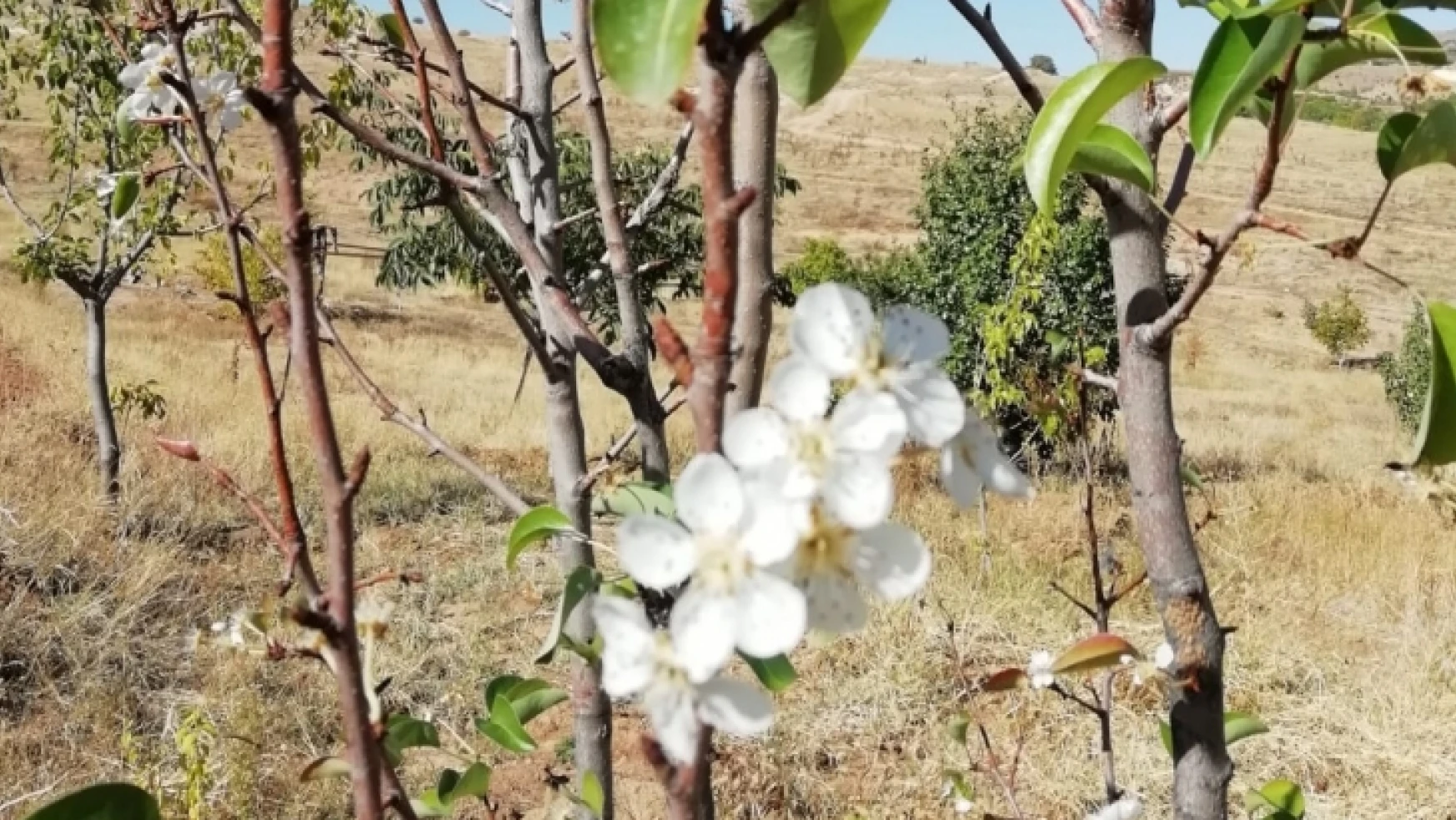 Baskil'de İlkbaharın Habercisi Çiçekler, Sonbaharda Açtı