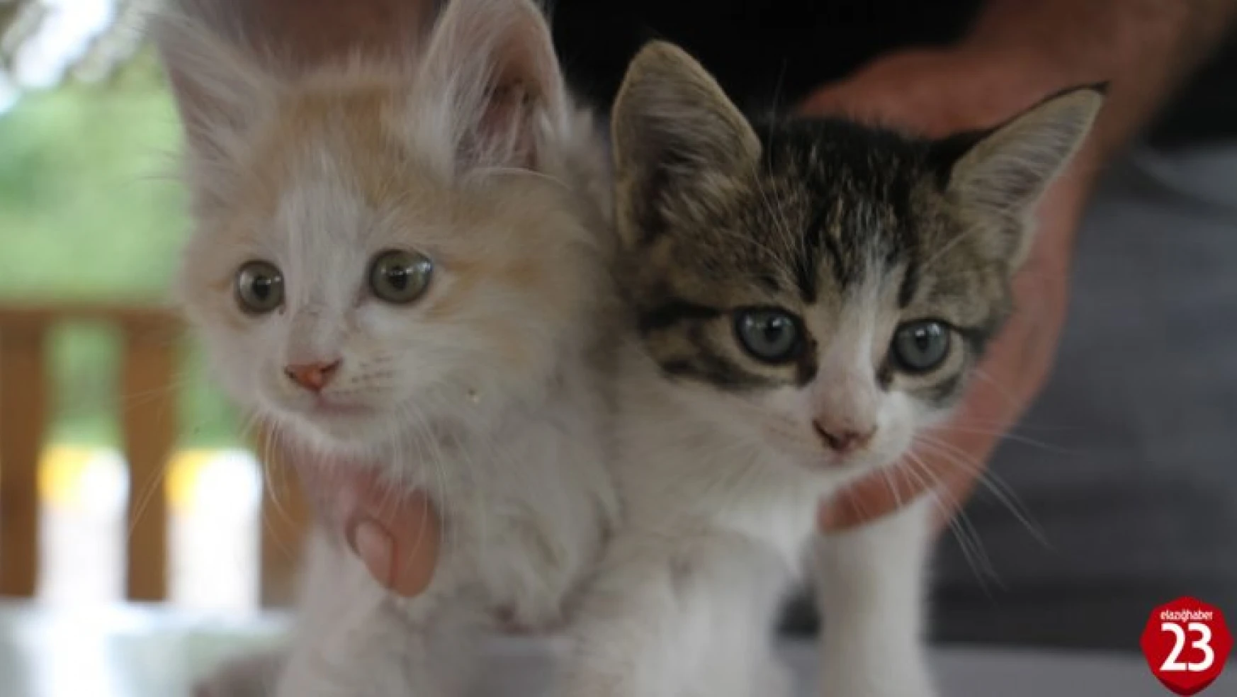Elazığ'da İtfaiyenin Kurtardığı Kedileri Vatandaş Sahiplendi