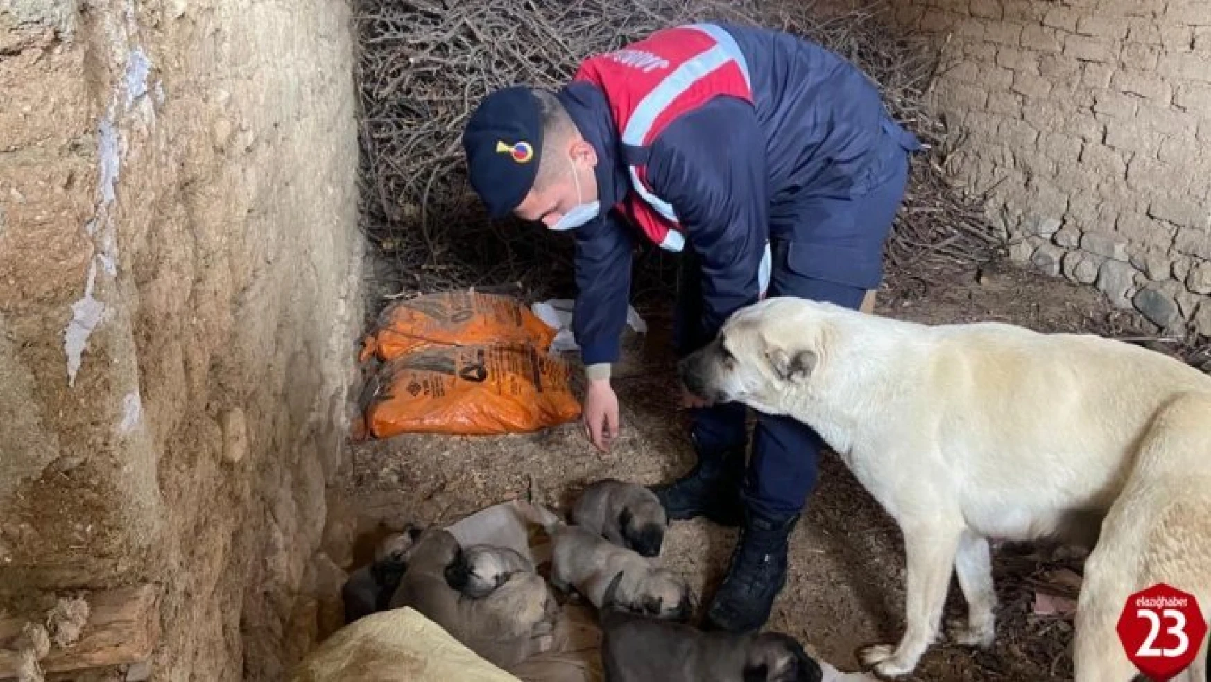 Jandarma ekipleri, anne ve yavru köpeklere sahip çıktı