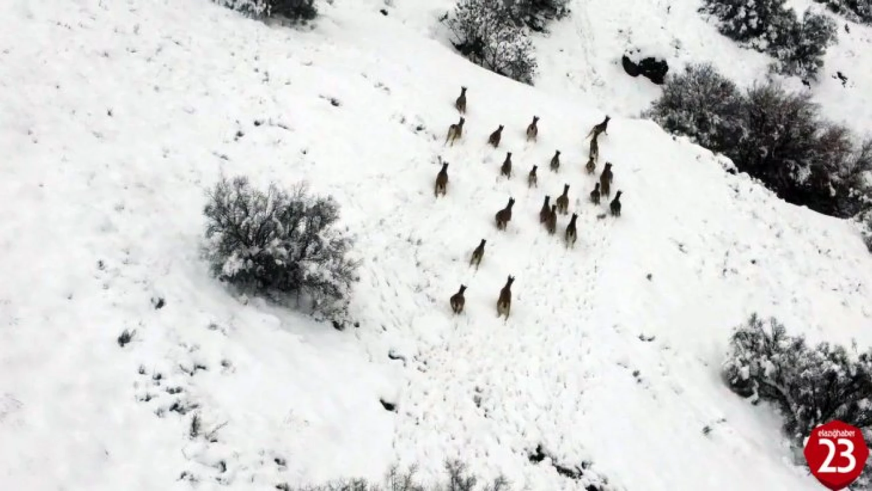 Ağın'da Kar Üzerinde Yiyecek Arayan Dağ Keçileri Dron İle Görüntülendi