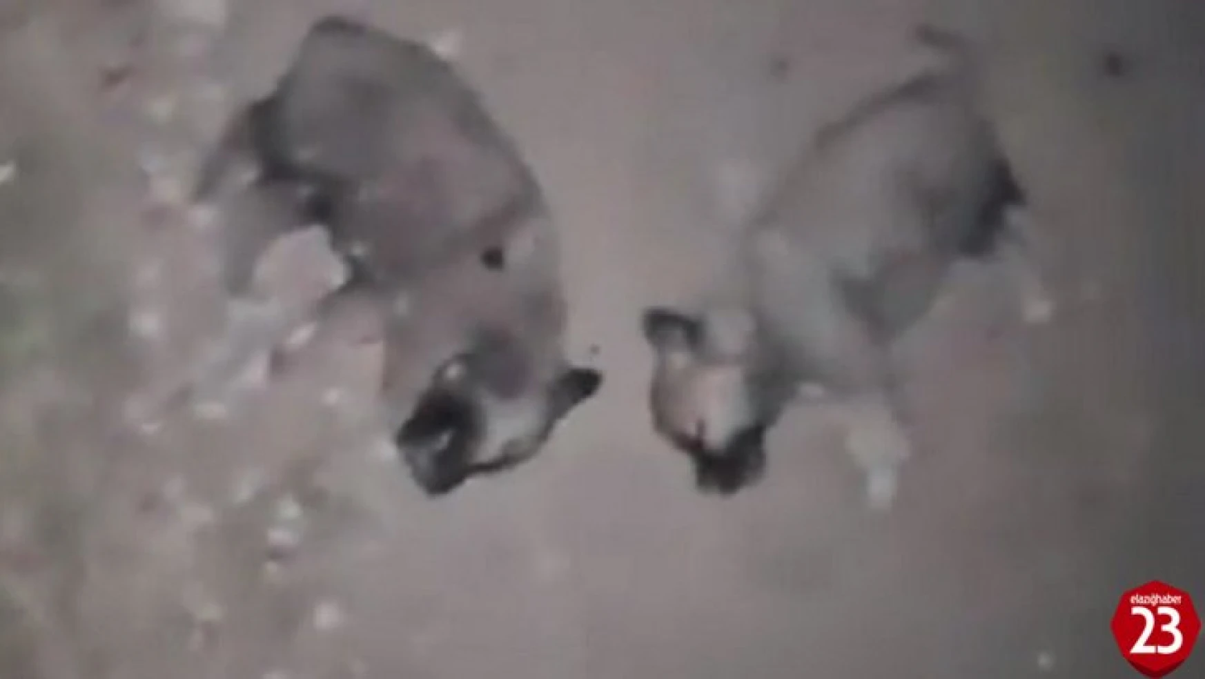 Keban'da 8 yavru köpeğin öldürülmesine adli ve idari soruşturma