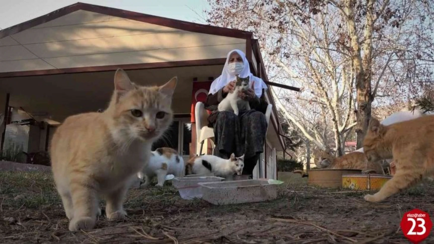 Keban'da Yaşayan Kedi Dostu Zahide Nine Yıllardır Kedilere Annelik Yapıyor