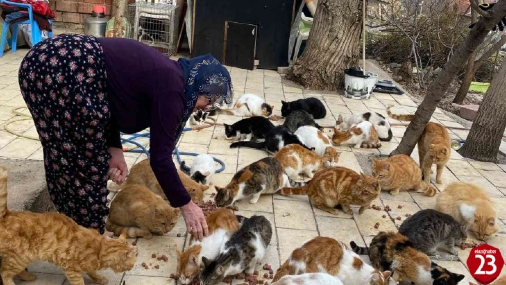 Kedilere adanan bir ömür: Nuriye Teyze, 70 kediye annelik yapıyor