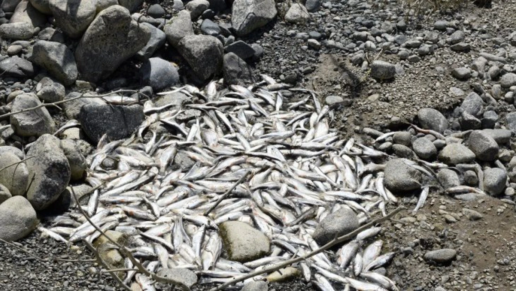 Palu'da Kıyıda Kalan Balıklar Telef Oldu