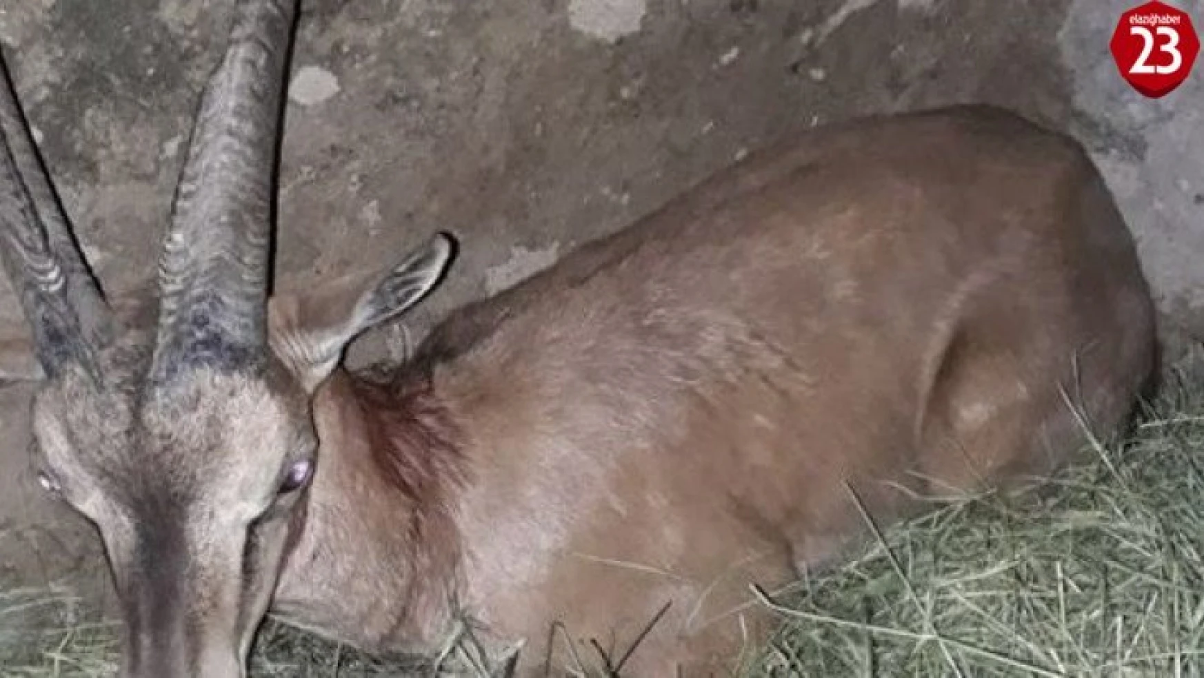 Köpeklerin saldırısına uğrayan yaban keçisi tedavi altına alındı