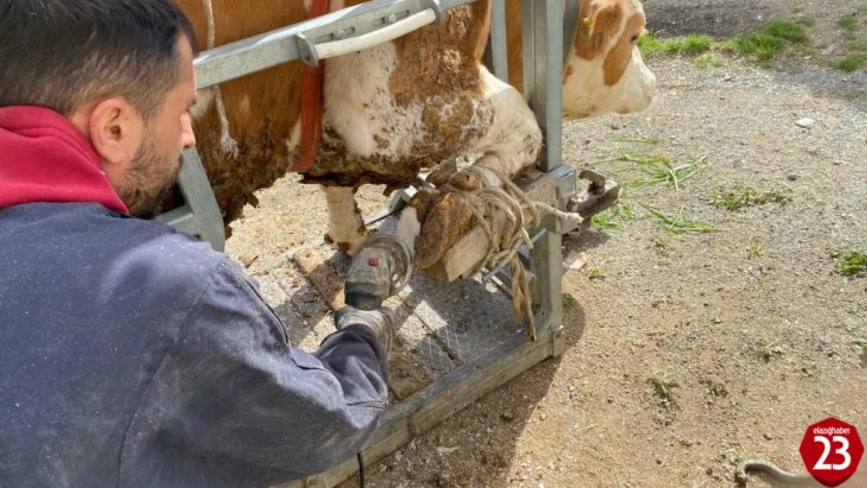 Köy köy gezerek ineklere pedikür yapıyorlar