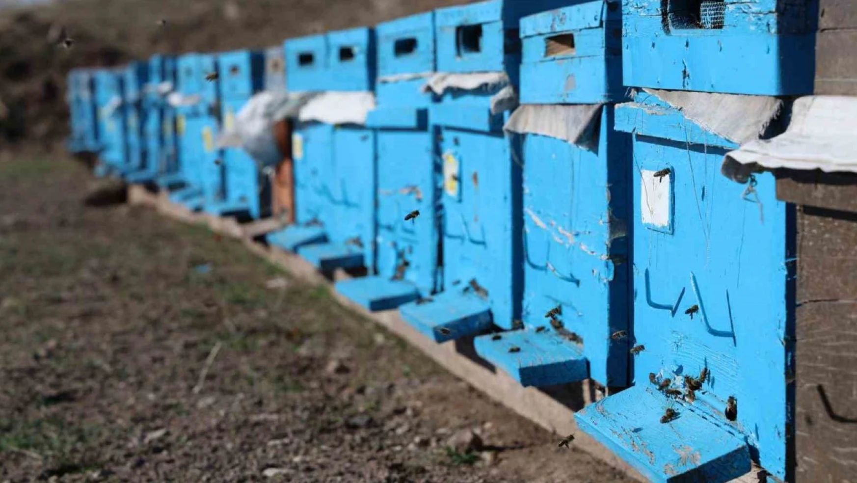 Küresel ısınma arıları da uyutmadı, tehlike kapıda