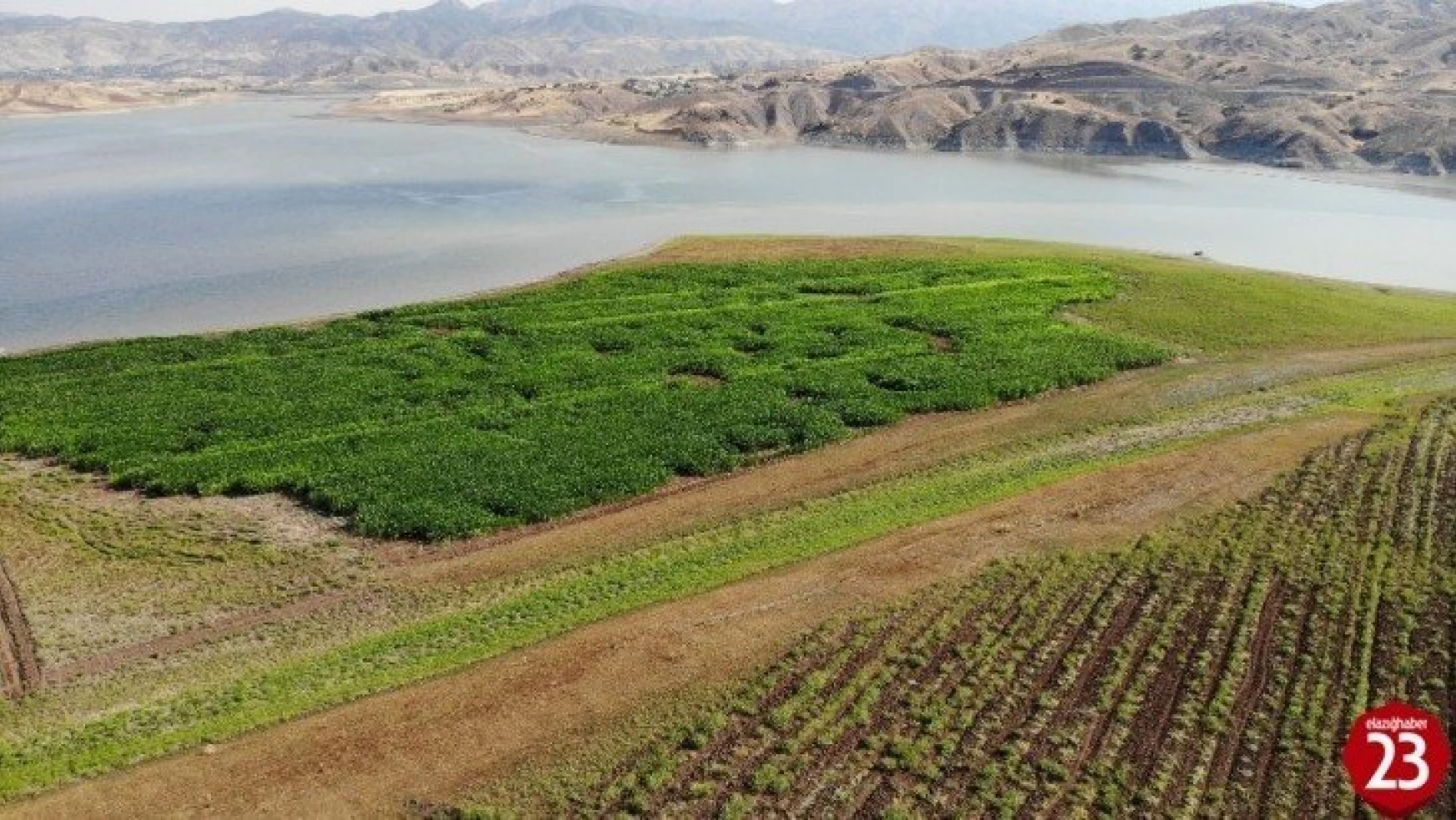 Murat Nehri'nde sular çekildi, tarım başladı