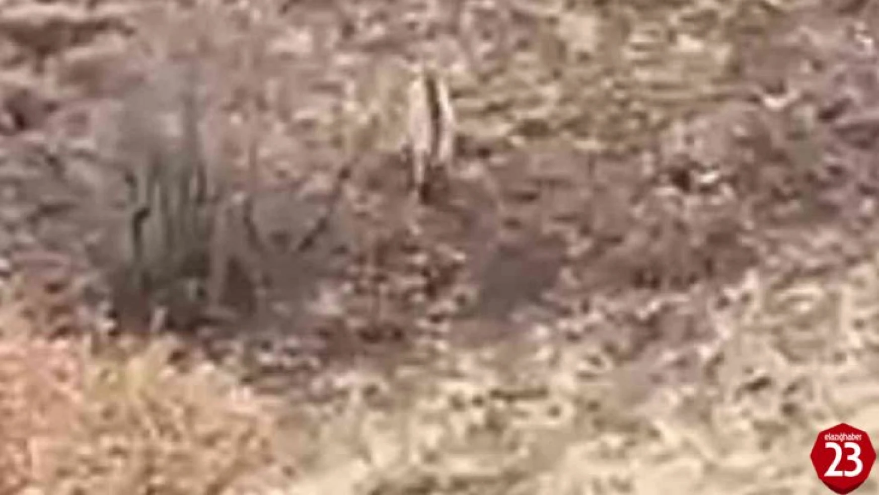Nesli tükenme tehlikesi altındaki çizgili sırtlan  Elazığ'da görüntülendi