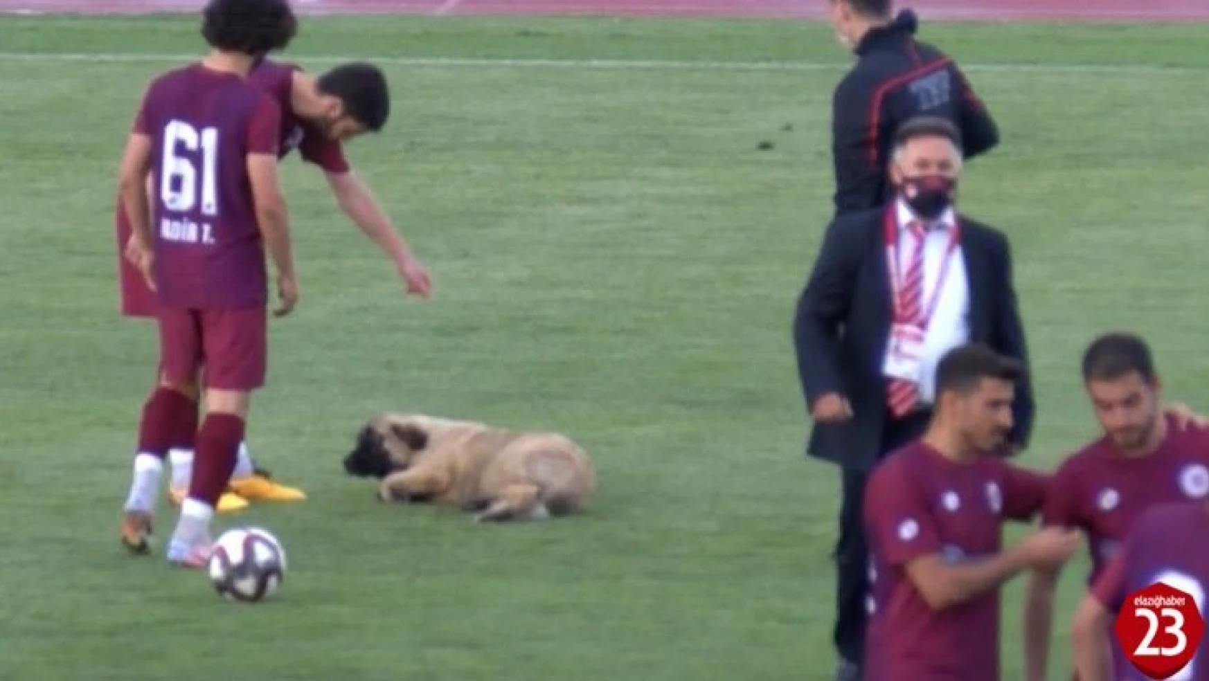 Sahaya Giren Köpek Futbolcularla Antreman Yaptı