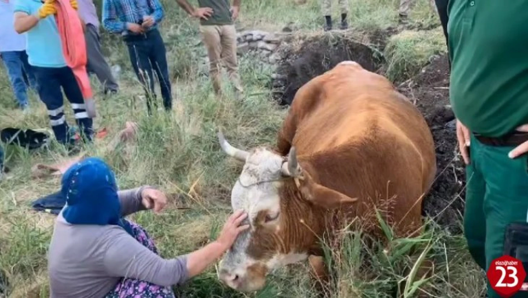 Su kuyusuna düşen inek, 40 dakikalık çalışmayla kurtarıldı