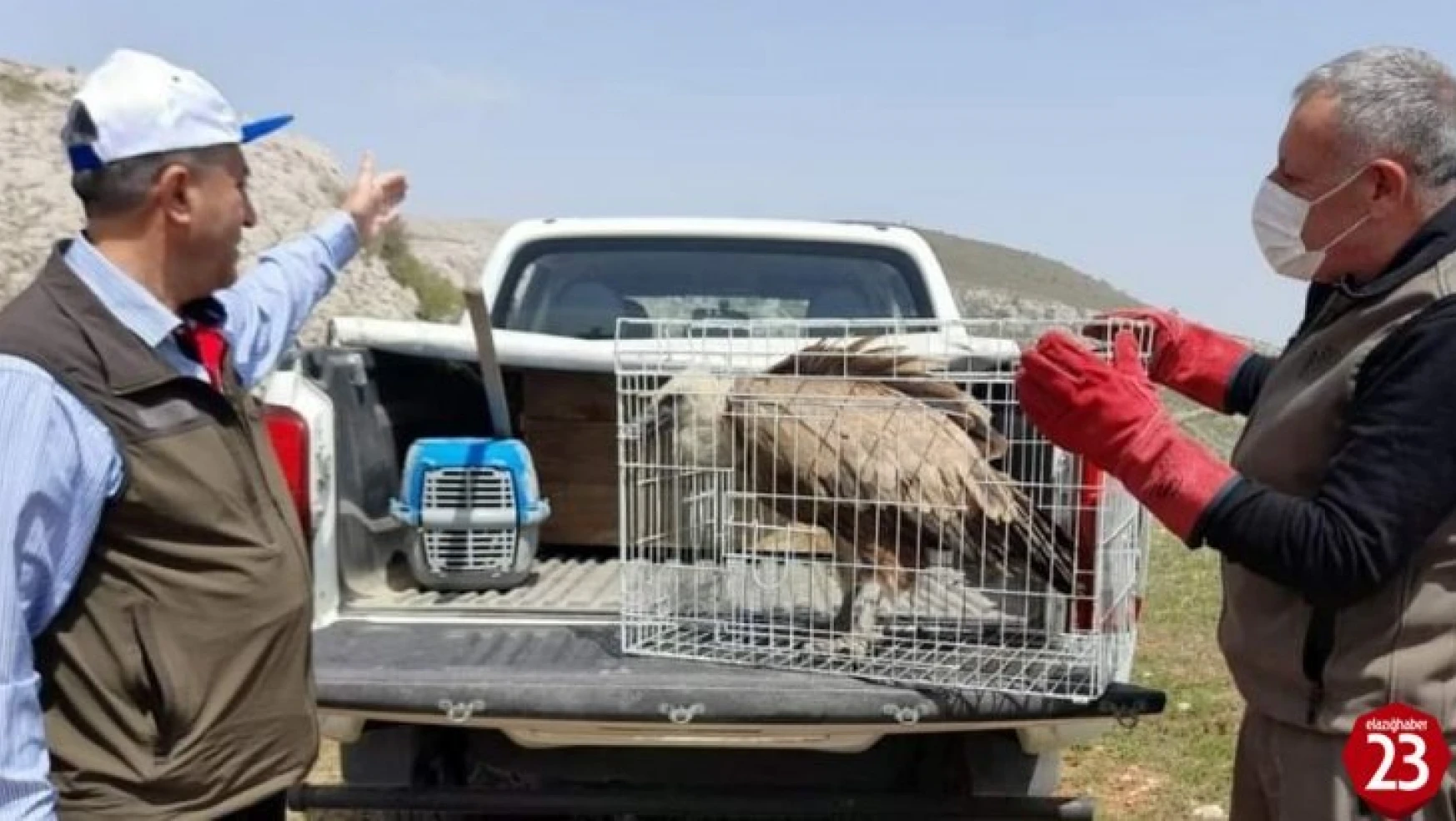 Karakoçan'da Bulunan ve Tedavisi Tamamlanan Akbaba, Doğaya Bırakıldı