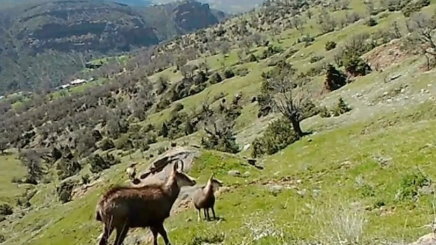 Tunceli'de Çengel Boynuzlu Dağ Keçileri Fotokapanla Görüntülendi