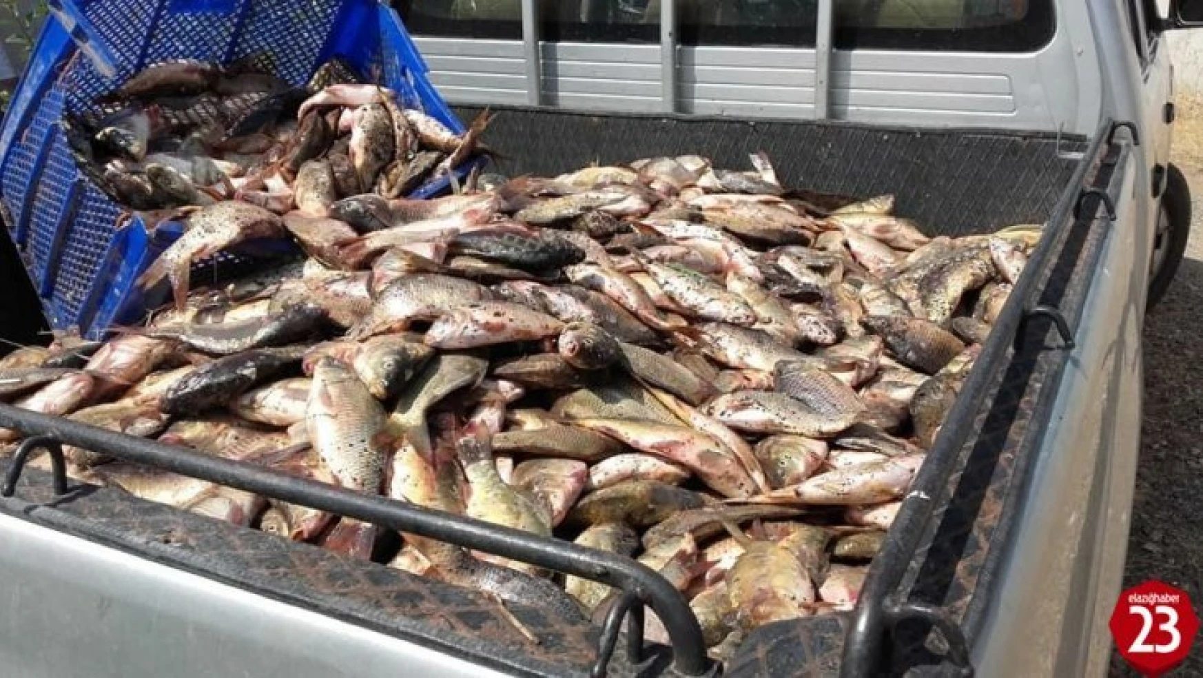 Elazığ'da Yasa Dışı Avlanan 400 Kilo Balık Ele Geçirildi