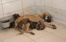 Belediyeden Yavru Köpeklere Şefkat Eli