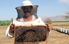 İklim Değişikliği Arıları Etkiledi, Bal Üretimi 5 Kat Düştü