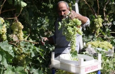 Üzümde Bereket Yılı, Türkiye'nin Yarısı Elazığ'dan Ürün Alıyor