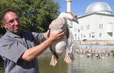 Tavukları Telef Oldu Kaz İşine Girdi, 3 Ayda 30 Bin Lira Kazandı