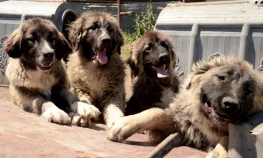 Coğrafi İşaretli Kars Türk Çoban Köpeği'nin Irkı Korunuyor