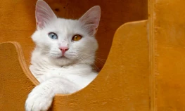 Van Kedi Villası'nda Her Sene 100 Sevimli Pati Sahiplendiriliyor