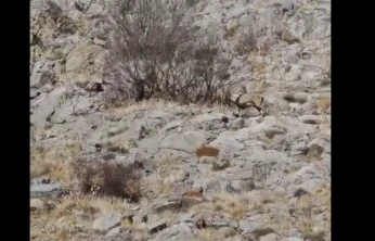 Elazığ'da Nadir Görülen An: Dağ Keçileri Sarp Kayalıklarda Görüntülendi