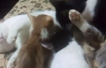Elazığ'da Şaşırtan Olay: Erkek Kedi Yavruları Sahiplendi ve Emzirmeye Başladı
